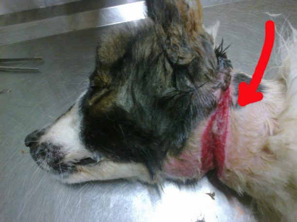 Πρέβεζα: Σκύλος ζούσε δεμένος με το πλαστικό σκοινί που έγινε θηλιά γύρω από το λαιμό του